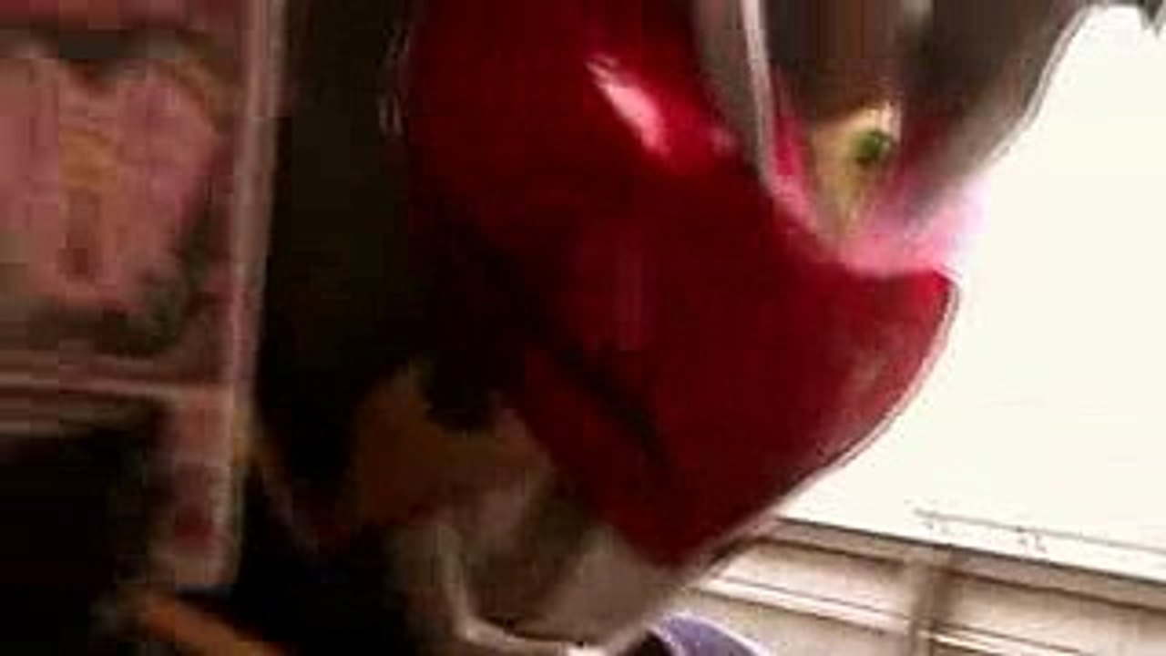 ワイルドカリス [仮面ライダー剣]