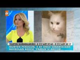 4 ay önce Sakarya'da kaybolan kedi 