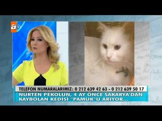 4 ay önce Sakarya'da kaybolan kedi "Pamuk" aranıyor - Müge Anlı İle Tatlı Sert 1785. Bölüm - atv