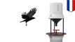 Dutch startup training crows to pick up your cigarette butts