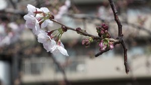 Tokyo's Top Cherry Blossom Spots