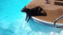 Hund steckt zum ersten Mal seine Pfoten ins Wasser und ist total verwirrt