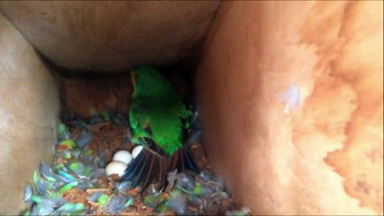 Massacre fears spark race to save rare Australia parrot