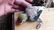 Lovebirds (Fisher) Best Breeder Aviary | Lovebirds ki Zabardas Colony