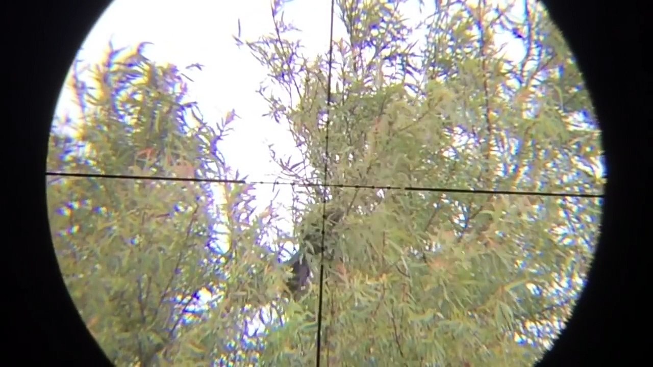 Pest Control with Air Rifle