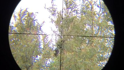 Pest Control with Air Rifle