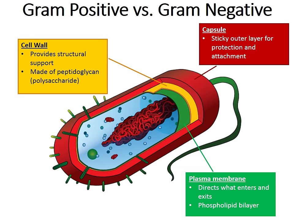 Gram Positive vs. Gram Negative Beria