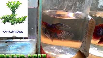 Cách ép Cá Lia Thia và Nuôi Cá Lia Thia Bột cho Người Mới Chơi✔