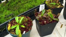 GROWING SPHAGNUM MOSS WITH NEPENTHES CARNIVOROUS PLANT TOP DRESSING