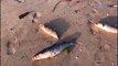 Internauta encontra peixes mortos na praia de Camburi