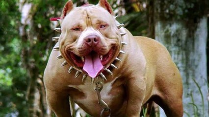 Rottweiler vs Pitbull: जानिए दोनों कुत्तों की खास बातें 🐶 | Dog Comparison