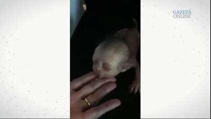 Boatos de um cachorro que nasceu com aparência humana