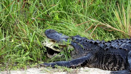 Ce crocodile n'arrive pas à croquer cette tortue...