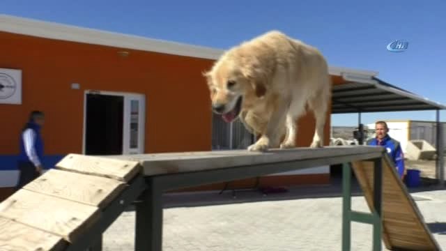 Arama ve Kurtarma Köpeklerinin Zorlu Yeterlilik Sınavları