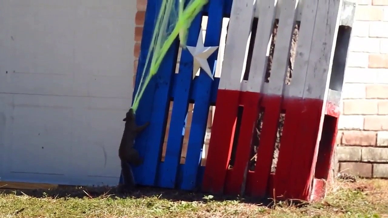 Cet écureuil essaye de voler la déco d'Halloween dans un jardin !