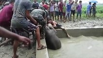 Sauvetage d'un bébé éléphant se noyant dans un réservoir d'eau par les villageois !