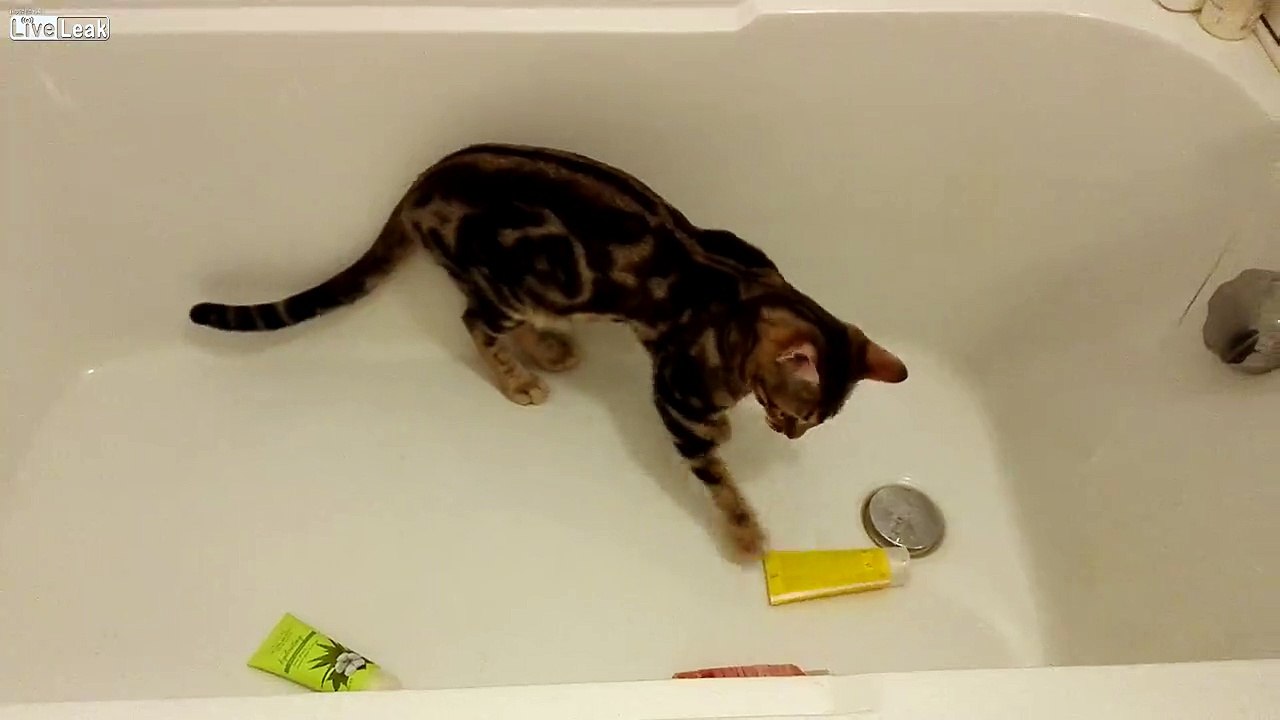 Quand ton chat est le pire cauchemar de ta femme de ménage...