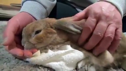 Si tu arrêtes de caresser ce lapin.. il grogne et demande !