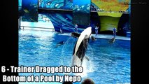 The 13 Most Awful Incidents to Ever Happen at SeaWorld