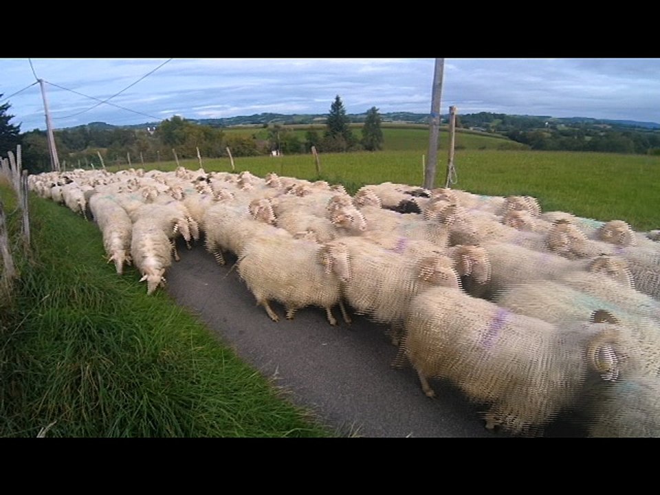 Descente de l'estive avec les brebis de la ferme Pourtau