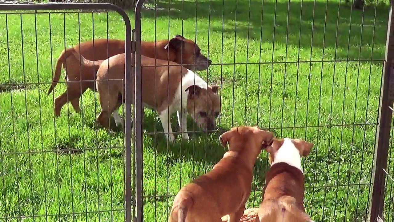 100ème Vidéo Les 2 vacanciers et nos 2 femelles de STAFFORDLAND avec leurs Arrières-Arrières-Grand-Parents