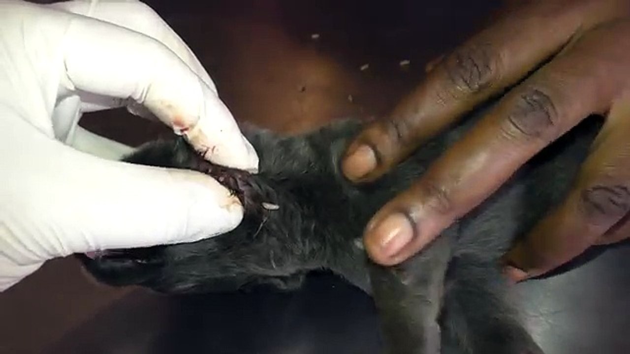 Too many Mangoworms in a 14d old Shepherd puppy