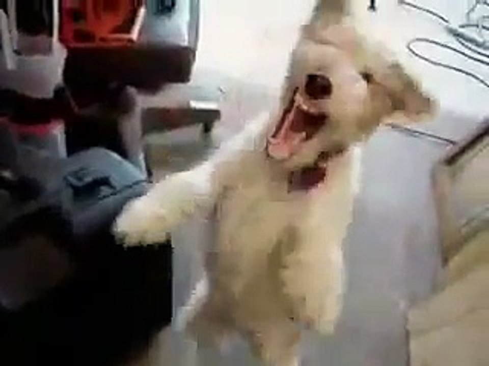 Giving a dog helium