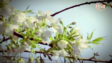 Tum Divya Ho | Theme Song | Channel Divya | Tum Divya Ho 2