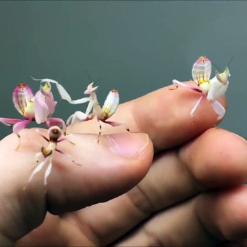 Ce ne sont pas des petites fleurs mais bien des mini mantes religieuses... Magnifique
