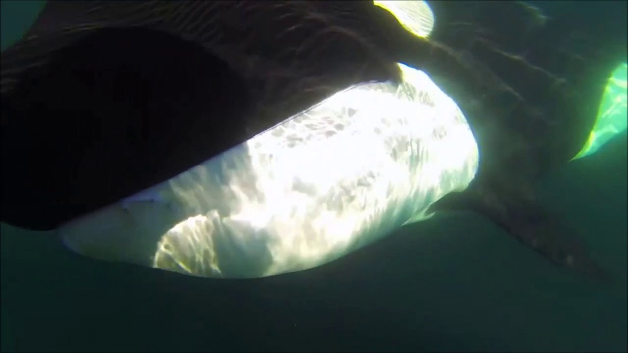 Ces touristes tombent sur des orques très affectueux en pleine mer! Rencontre magnifique
