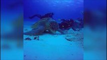 Les images magnifiques d'une tortue marine approchée par des plongeurs