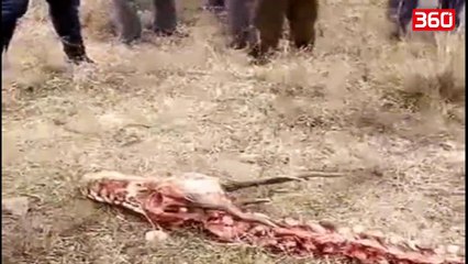 Zbulohet skeleti i dragoit te legjendes kineze, banoret ne panik (360video)