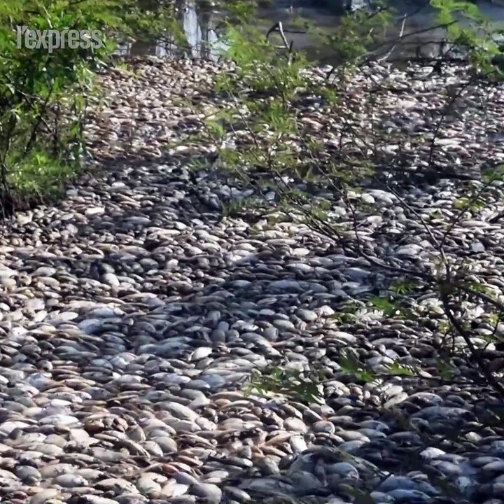 Au Paraguay, une rivière se transforme en cimetière de poissons