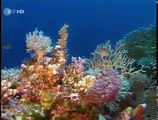 Female scuba diver out of air! - (scuba peril)
