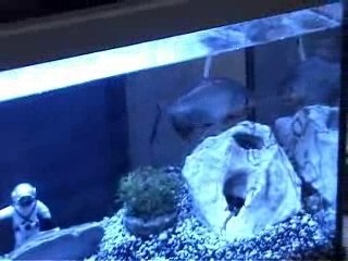 Piranah VS vers de terre