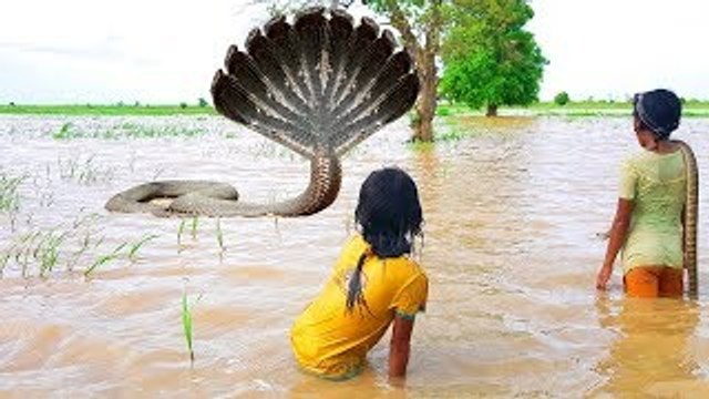 Ooop! Two Little Sisters Fearlessly Catch Big Snake In Water While Fishing