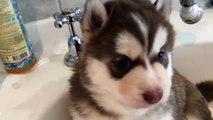 Ce bébé Husky découvre les joies du bain pour la 1ère fois