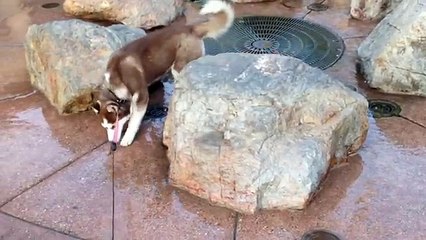 Un chien sassied au mauvais endroit