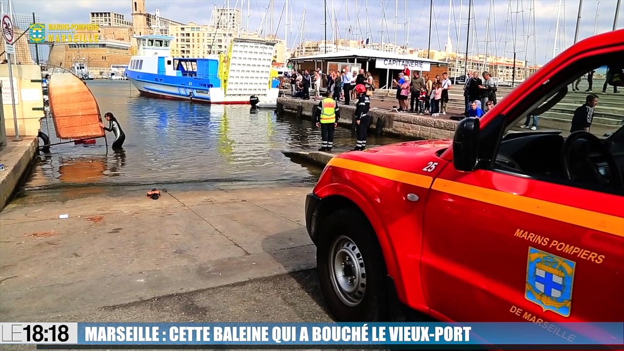 Le 18:18 - Marseille : cette baleine qui a bouché le Vieux-Port cet après-midi !