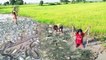 Amazing Fishing Catch Snakes and Fish by Hand - Three Little Girls Catch A lot Of Fish in