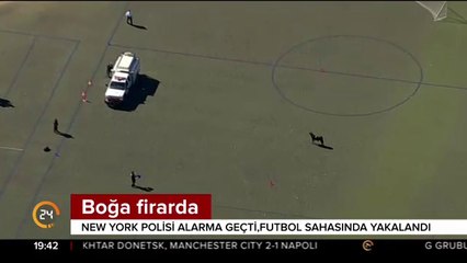 Boğa firarda