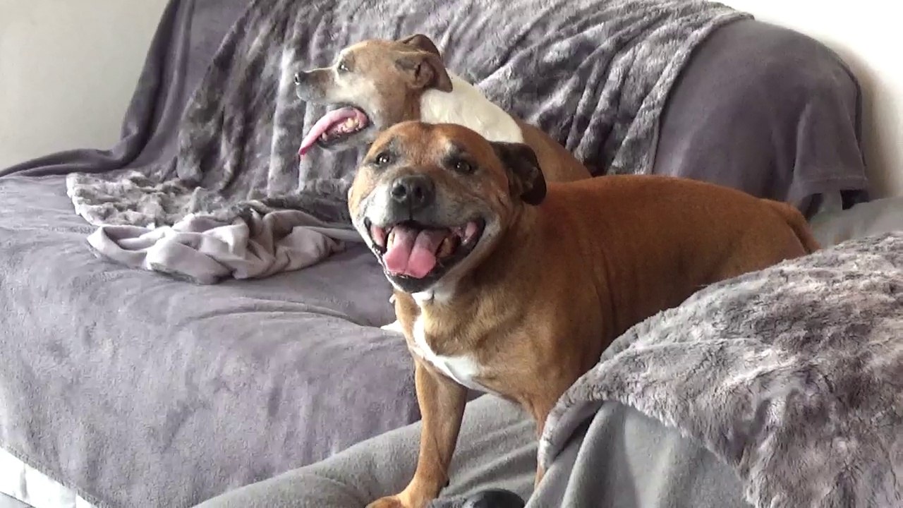 108ème Vidéo Nos 2 femelles de STAFFORDLAND jouent avec leurs Arrières-Arrières-Grand-Parents