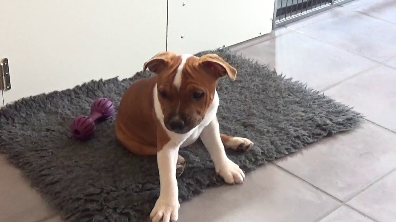 109ème Vidéo Nos 2 femelles de STAFFORDLAND jouent avec leurs Arrières-Arrières-Grand-Parents