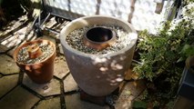 Review of the Tandoor oven made with flower pots 14 months on