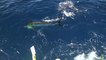 2017 Los Cabos Billfish Tournament Marlin Release