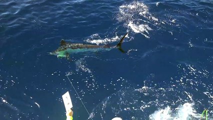 2017 Los Cabos Billfish Tournament Marlin Release