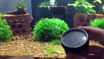 Hand Feeding Crystal Red Shrimp - Marks Shrimp Tanks