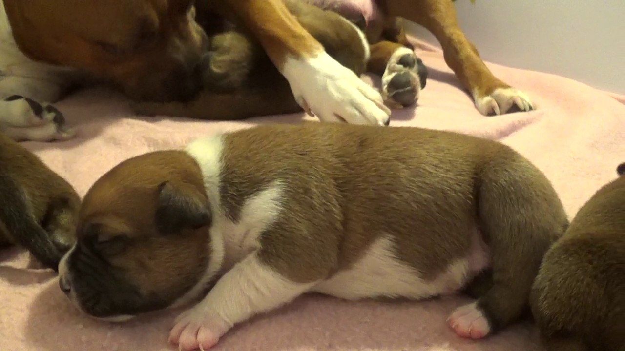 3ème Vidéo DRAGONNE n°2 Chiot de la 30ème portée de STAFFORDLAND