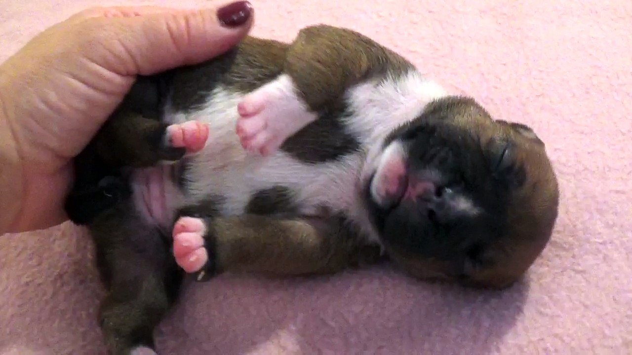 4ème Vidéo DRAGONNE n°3 Chiot de la 30ème portée de STAFFORDLAND