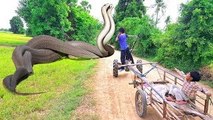 Terrifying!! Two Brothers Catch Extremely Big Snake While Driving Hand Tractor